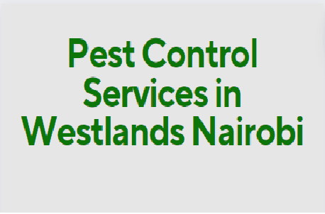 fumigation service cost in Westlands, fumigation cost in Westlands, fumigation prices in Westlands, fumigation price in nairobi, pest control charges in Westlands, pest control cost in Westlands, bees control services in Westlands, bed bugs control services in Westlands, termite control services in Westlands, cockroach control services in Westlands, pest control cost in Westlands fumigation charge in mombasa, bees removal service near me Westlands, bees removal service in Westlands, bees removal service chemical, bees removal chemical, termite control pesticide Westlands, termite control insecticide, best chemical for bed bugs in Westlands, best insecticide for bed bugs in Westlands, pest control services near me, bed bugs control services near me. pest control services in meru,fumigation services in Westlands,pest control Westlands, bed bugs in Westlands, bed bugs in Westlands town, fumigation of bed bugs in Westlands, eliminating bed bugs in Westlands, pest control in Westlands town, we are the solution for fumigation services in Westlands, we cover bed bugs, and snakes, Pest control companies in Westlands, Best pest control services in Westlands, Pest removal services in Westlands, Professional pest control in Westlands, Affordable pest control services in Westlands, Residential pest control in Westlands, Commercial pest control in Westlands, Emergency pest control in Westlands, Rodent control in Westlands, Termite control in Westlands, Bed bug treatment in Westlands, Cockroach control in Westlands, Flea and tick treatment in Westlands, Mosquito control services in Westlands, Integrated pest management in Westlands, Eco-friendly pest control in Westlands, Local pest control services Westlands, Pest inspection services in Westlands, Pest extermination in Westlands, Pest prevention services in Westlands, Ecofumitech pest control services in Nairobi Kenya